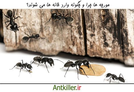چگونگی ورود مورچه ها به خانه