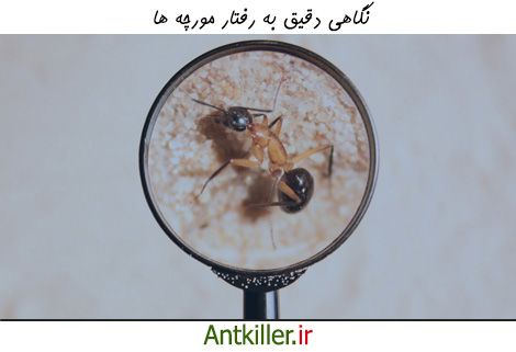 بررسی رفتار شناسی مورچه ها