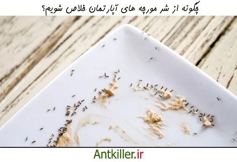 چگونه از شر مورچه های آپارتمان خلاص شویم؟