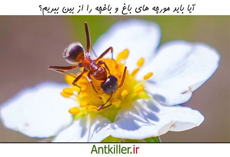 آیا مورچه های باغ آسیب رسان هستند؟