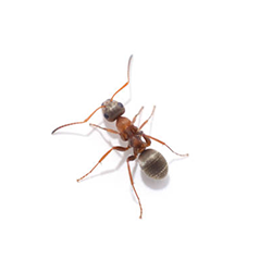 عکس مورچه