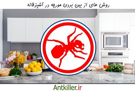 از بین بردن مورچه های آشپزخانه