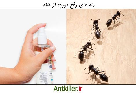بررسی راههای دفع مورچه از خانه