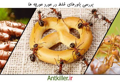 بررسی باورهای غلط درباره مورچه ها