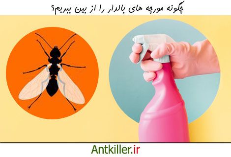 چگونگی از بین بردن مورچه های بالدار