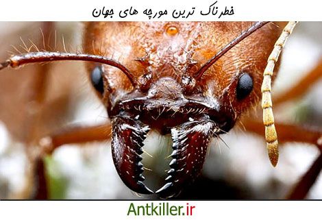 خطرناک ترین مورچه های جهان