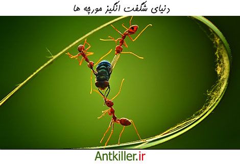 در دنیای شگفت انگیز مورچه ها چه می گذرد؟