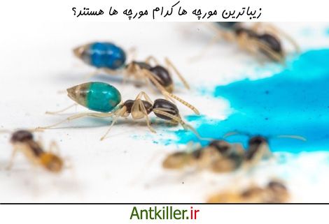 زیباترین مورچه های جهان