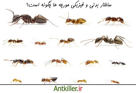 ساختار بدنی و فیزیکی مورچه ها چگونه است؟